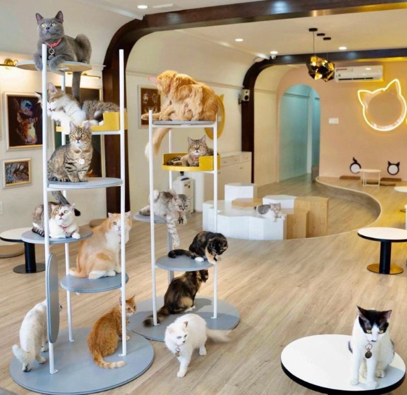 Cafe thú cưng là nơi kết nối những tâm hồn yêu động vật bằng trải nghiệm gần gũi và đáng nhớ