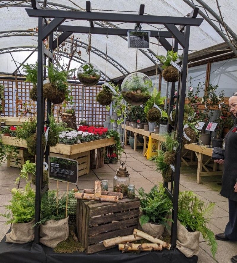 Terrarium là loại cây dễ chăm sóc, ít tốn công sức nhưng vẫn giữ được vẻ xanh tươi, giúp chủ quán duy trì không gian đẹp bền lâu 